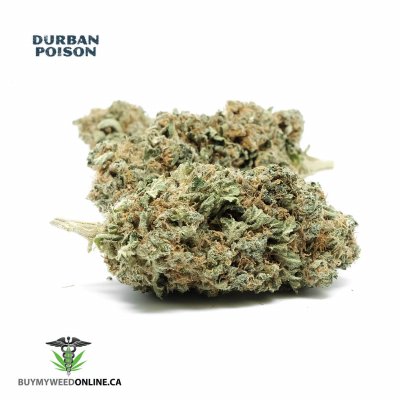 Durban Poison Sativa Strain - Premium Cannabis Buds