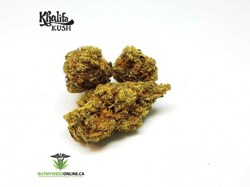 Khalifa Kush cannabis strain buds