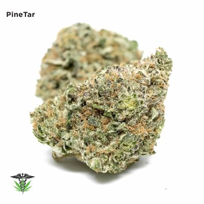 Pine Tar Kush strain - premium quality cannabis for sale