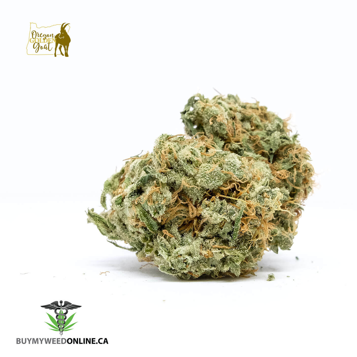 Golden Goat Strain