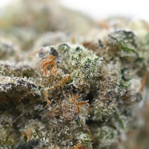 Buy Supernova weed online