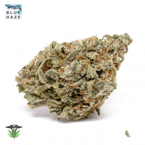 Blue Haze strain - Cannabis Indica