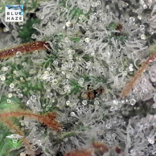 Blue Haze: Premium Quality Cannabis