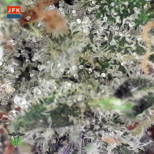 Premium JFK Kush marijuana