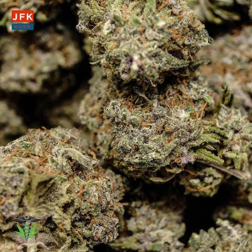 Organic JFK Kush buds Closeup