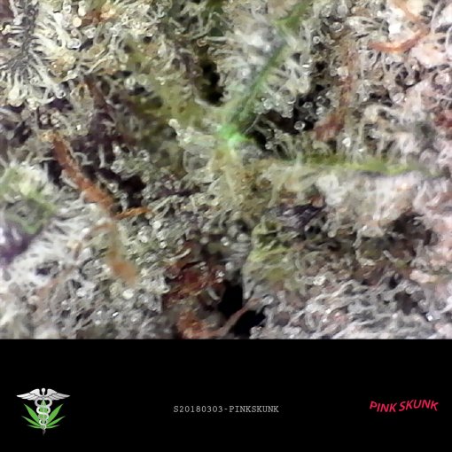 Buy Pink Skunk weed – potent hybrid strain Closeup