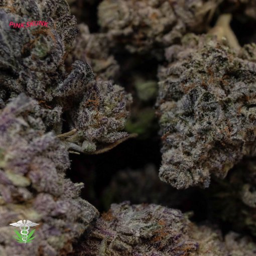 High-quality Pink Skunk buds – Order now