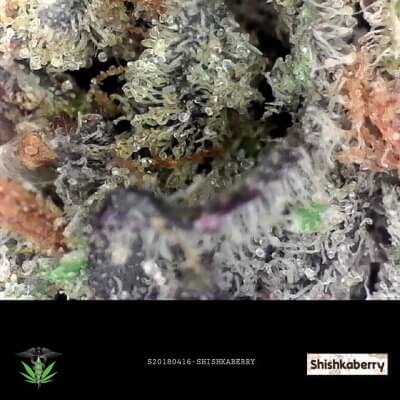 Shishkaberry Indica Strain - Buy My Weed Online