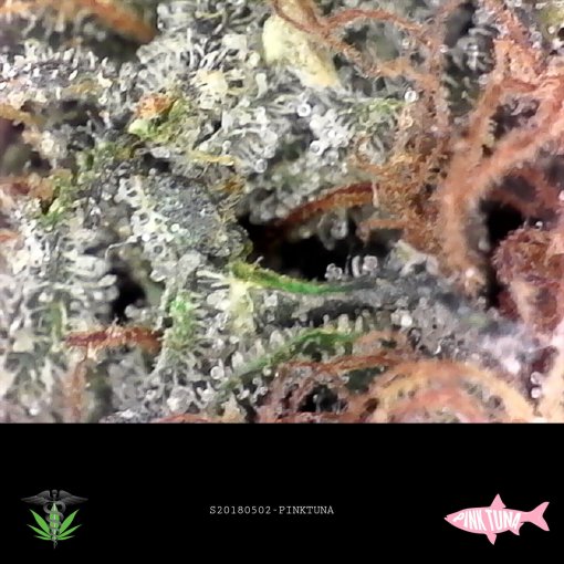 Buy Pink Tuna strain online - Potent indica hybrid