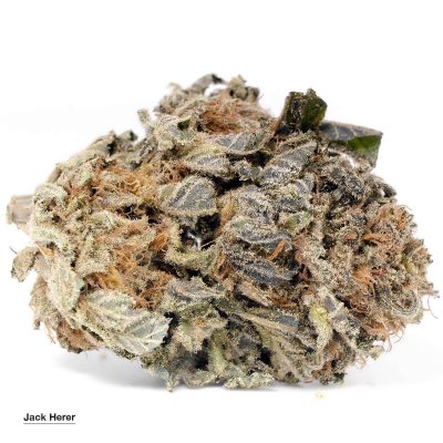 Jack Herer - sativa Dominant Hybrid