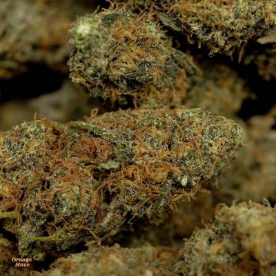 Orange Haze Cannabis Strain