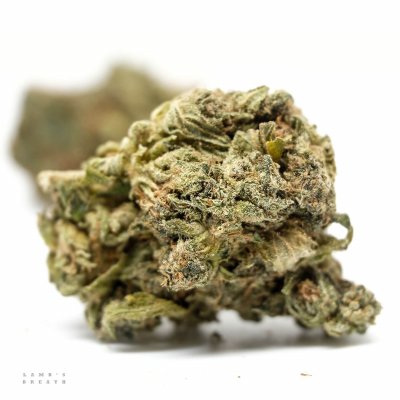 Lamb's Breath cannabis strain - premium sativa