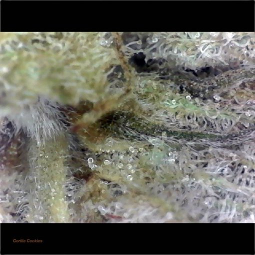 Gorilla Cookies Hybrid Weed Bud Closeup