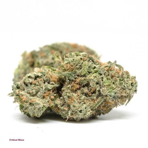 High-quality Critical Mass marijuana buds