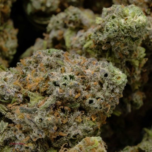 Critical Mass cannabis strain for sale