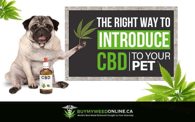The Right Way to Introduce CBD to Your Pet