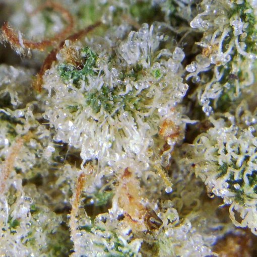 Buy White Rhino Marijuana Online - High-Quality Bud