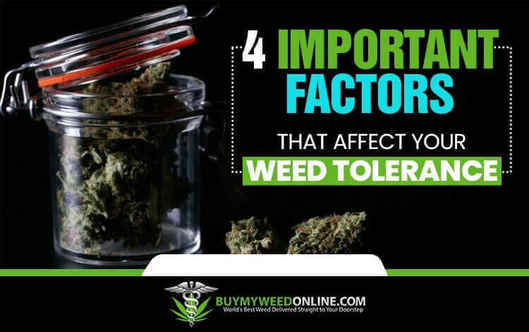 4-Important-Factors-That-Affect-Your-Weed-Tolerance