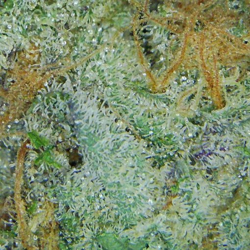 Jungle Cake hybrid strain image