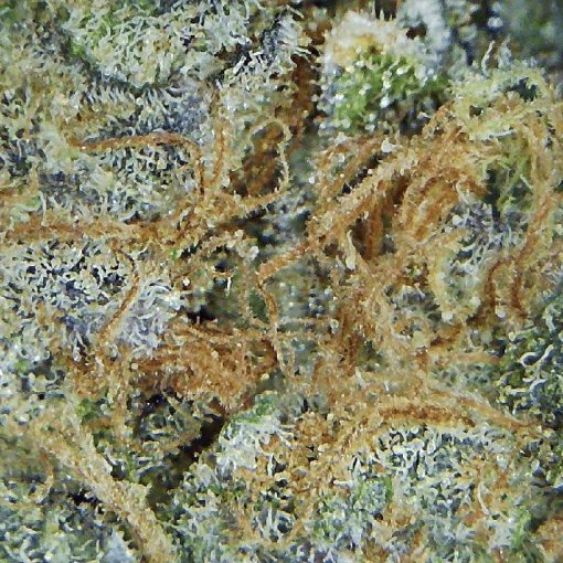 Closeup of Organic Raspberry Kush marijuana