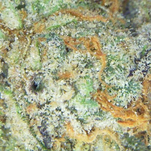 Goji OG Cannabis Strain closeup Image