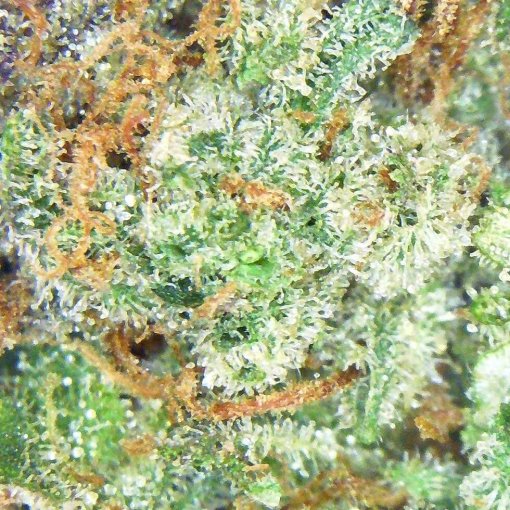 Close-up of Grease Monkey strain buds from Popeyes Ganja Bags