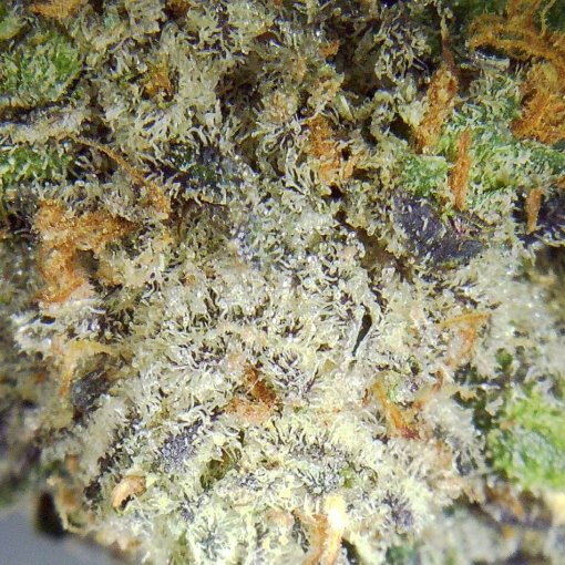 Pinkman Goo marijuana flowers Closeup