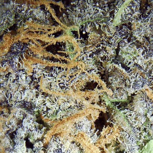 High-quality Colour of Space strain bud close-up