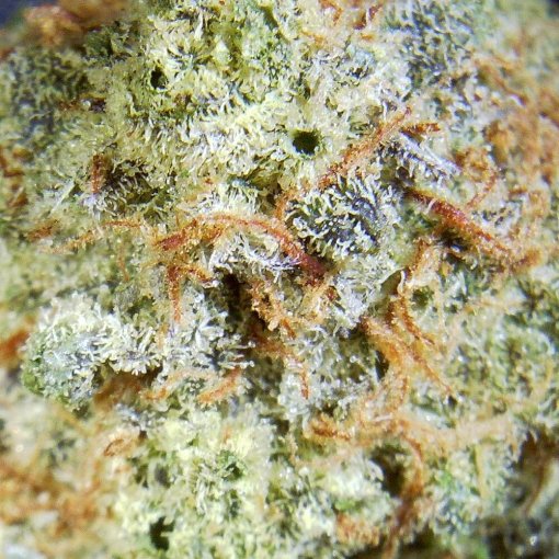 Wedding Crasher Hybrid Marijuana - Closeup