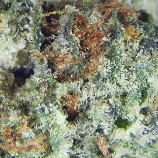 Ghost Bubba strain closeup