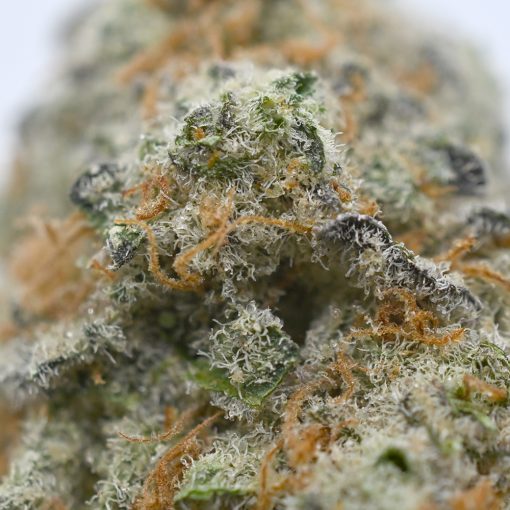 Order Sundae Driver marijuana strain