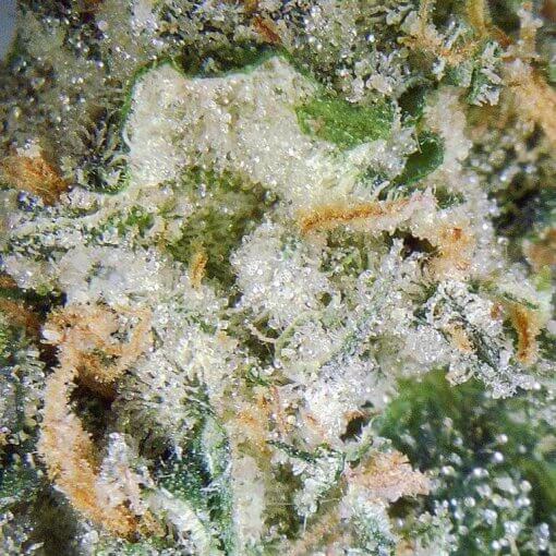 Premium Jokerz marijuana buds Close-up