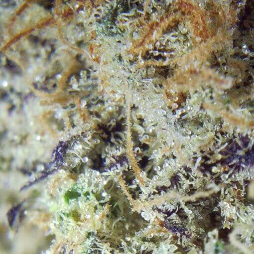 Indica-dominant Purple Candy marijuana Closeup