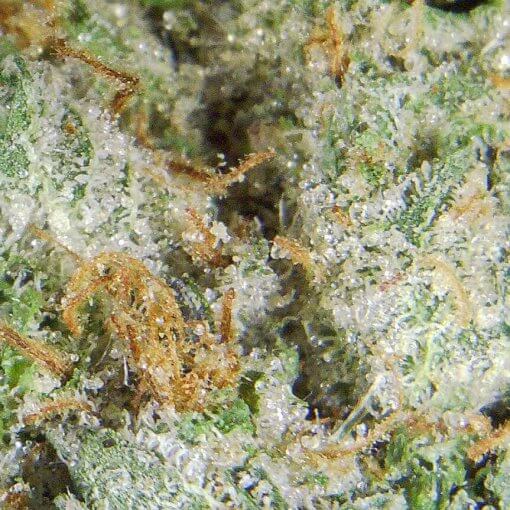 Yoda marijuana buds Closeup