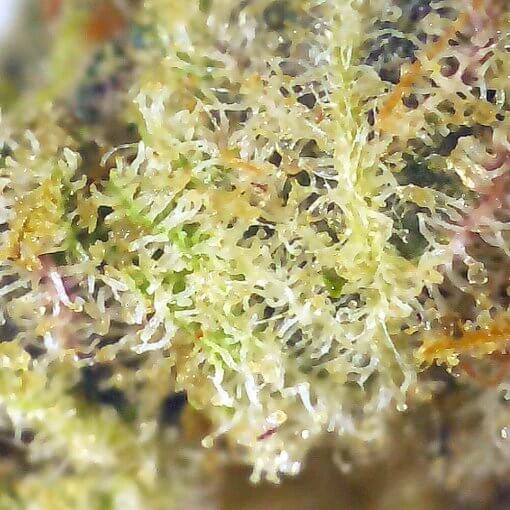 High-Quality Marijuana Strain Closeup