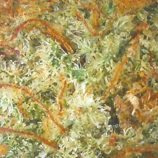 Sunset Sherbert THC-rich cannabis Closeup Image