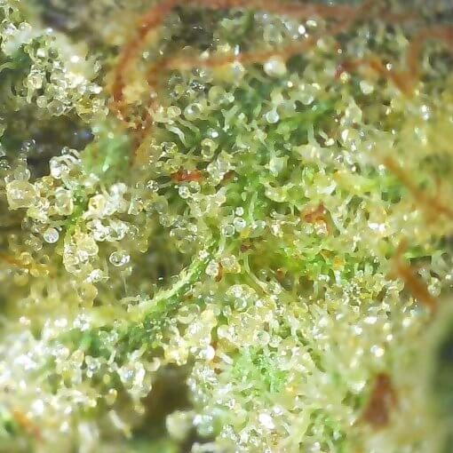 Fruit Spirit Hybrid Cannabis Closeup Image