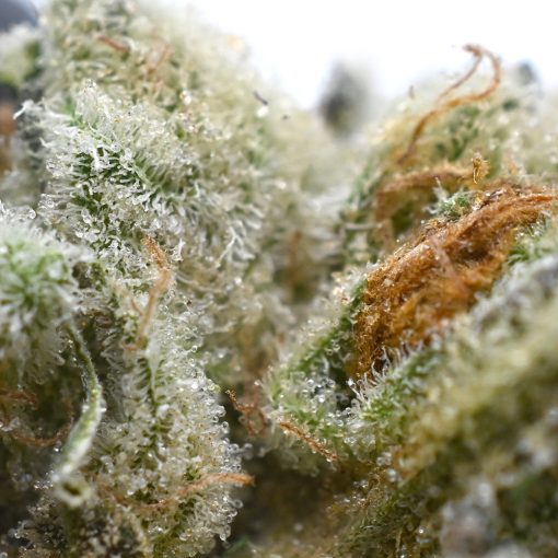 Close-up of Bazookies Marijuana Buds