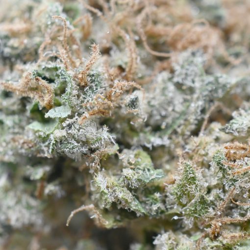 Close-up of Candy Rain Marijuana Buds