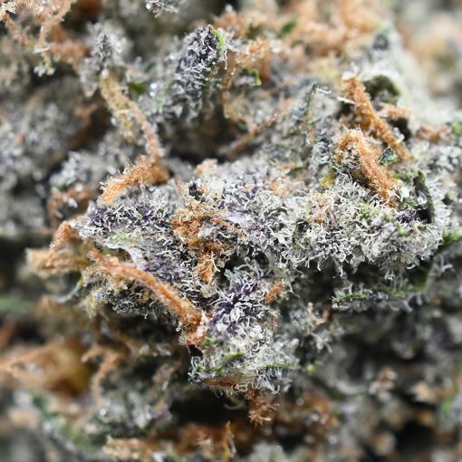 High-quality Space Cookies strain for relaxation