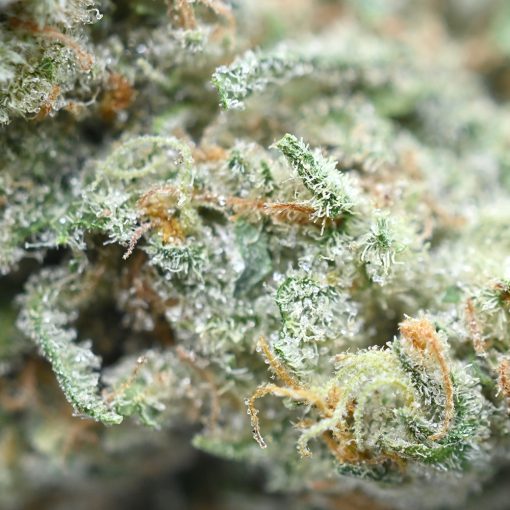 Girl Scout Cookies Weed Bud Closeup