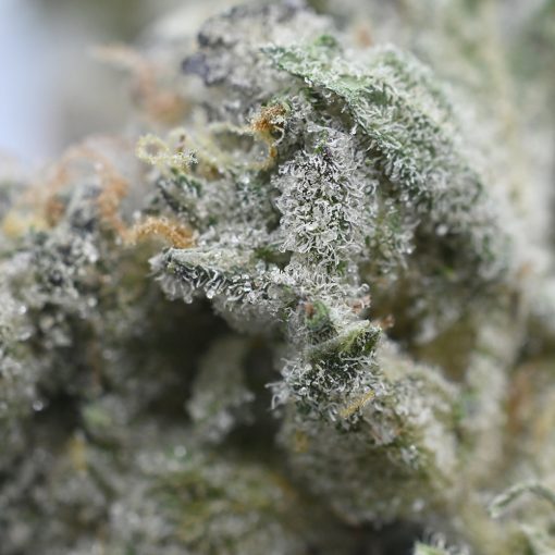 Animal Mints hybrid strain Close-up