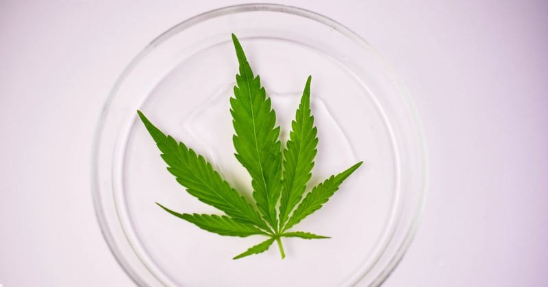 sativa weed being placed on a glass on a table