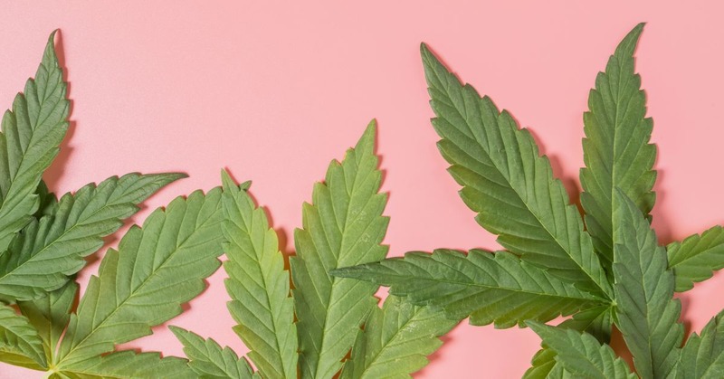 an indica weed with a pink background